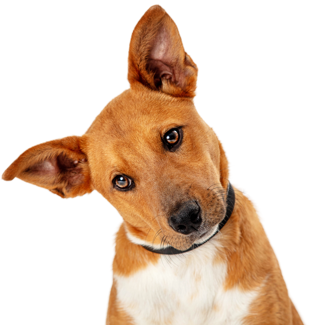 a brown and white dog is looking up at the camera