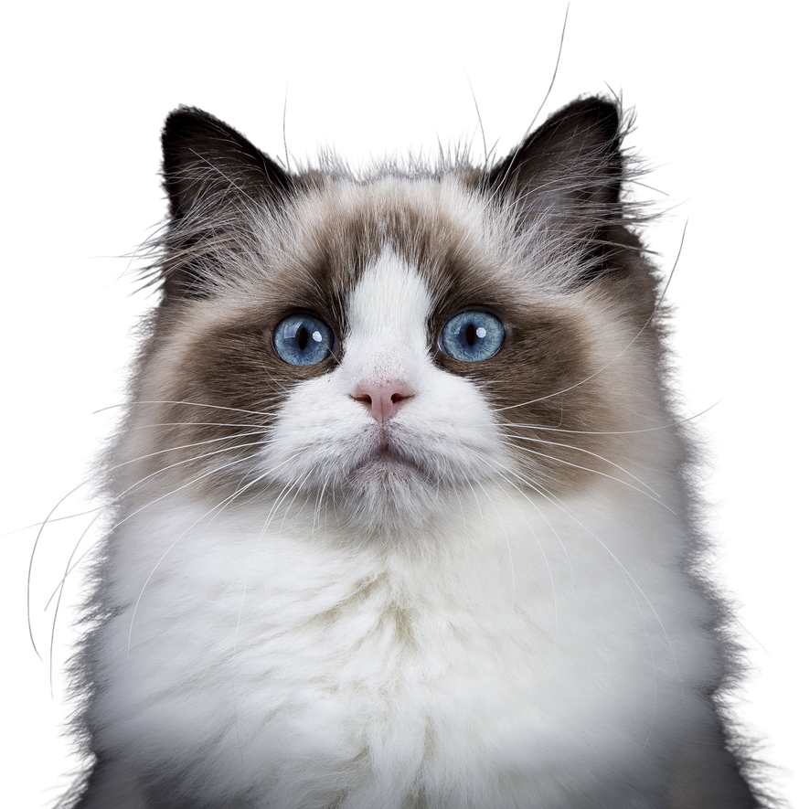 Ragdoll cat on transparent background